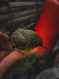 Close-up of a hand holding bird