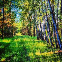 Trees on grassy field