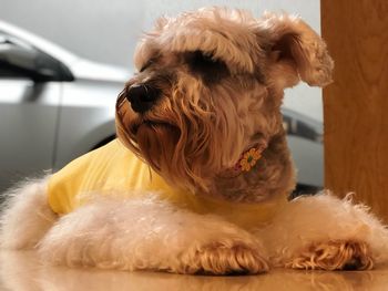 Close-up of a dog looking away