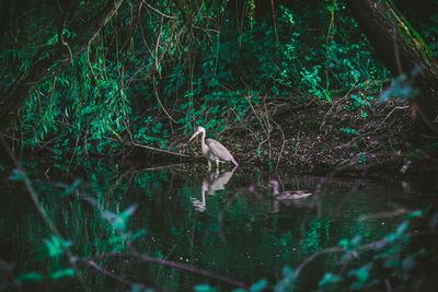 View of birds in lake