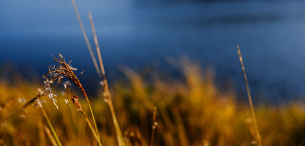 Close-up of wheat growing on field against sky