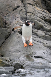 Gentoo penguin stands on shoreline lifting flippers