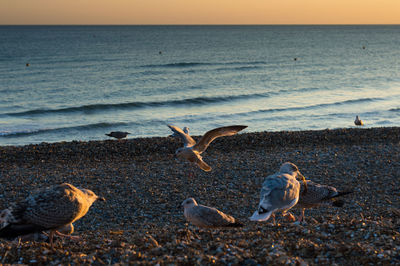 View of birds in sea