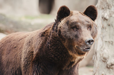 Close-up of bear at zoo