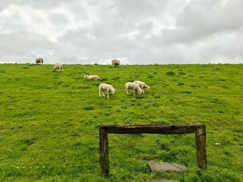 Sheep on a green dike at the north sea near husum
