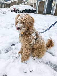 Dog on snow covered land