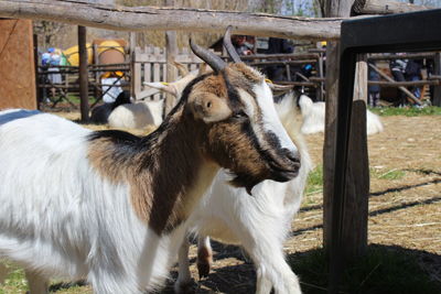 Portrait of a goat that is not sleeping but is only observing you