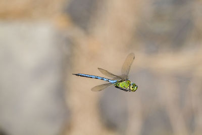 Close-up of insect