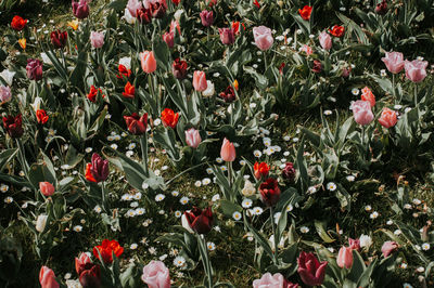 Close-up of red roses against plants