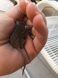 Cropped hand of person holding young mouse