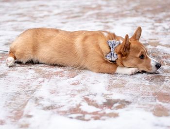 Close-up of a dog looking away