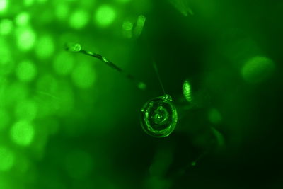 Close-up of water drop on leaf