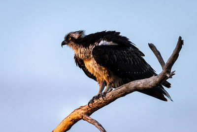 Low angle view of eagle perching on tree