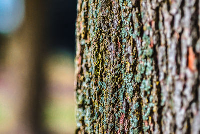 Close-up of tree trunk