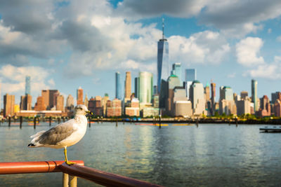 View of seagulls and buildings in city