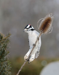 Close-up of bird perching on twig