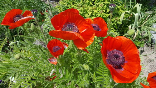 Close-up of red flower blooming in field