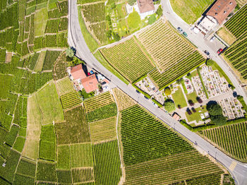 High angle view of trees and houses in field