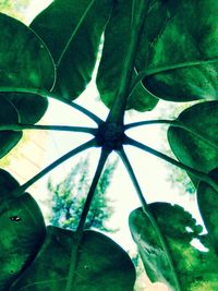 Close-up low angle view of plant