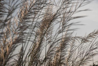Close-up of stalks in field against sky