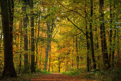 Trees in forest during autumn