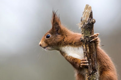 Close-up of squirrel on stick