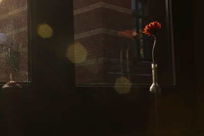 Close-up of flower against window