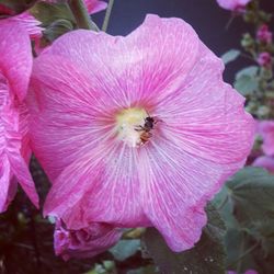 Close-up of bee pollinating on pink flower