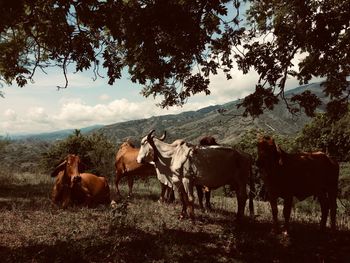 Horses on a field