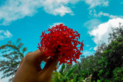 Close-up of hand holding red flowers against sky