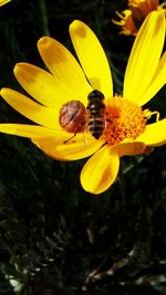 Close-up of bee pollinating flower