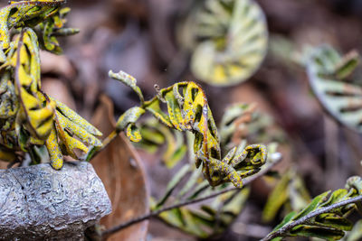 Close-up of insect on plant