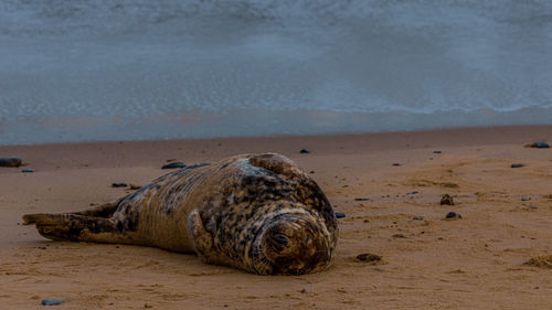 View of animal lying on beach