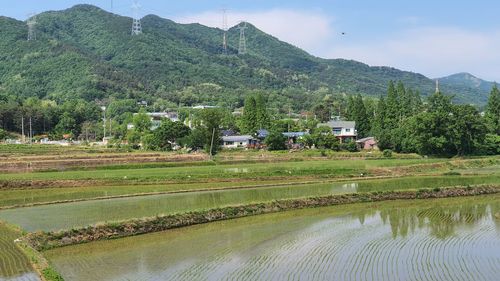 Scenic view of field against sky