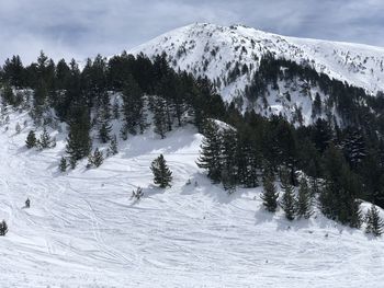 Snow covered pine trees on mountain against sky