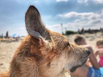 Close-up of dog looking away against sky