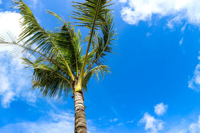 Low angle view of coconut palm tree against blue sky