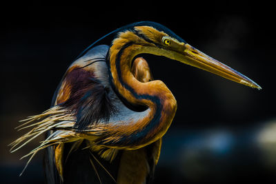 Close-up of a bird looking away