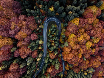 High angle view of coral in sea