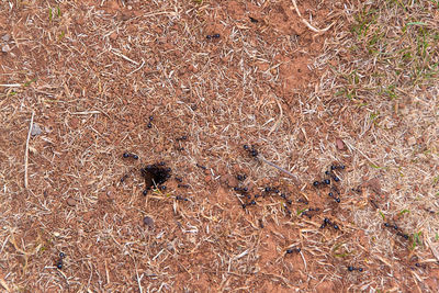 High angle view of insect on field