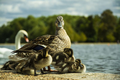 Bird in a lake