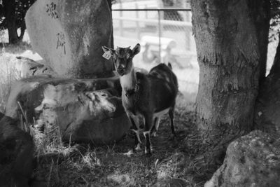 Goat standing by tree