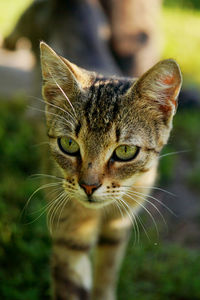 Close-up portrait of cat
