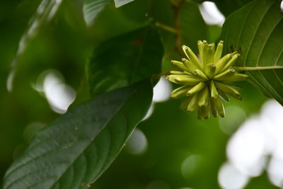 Close-up of white flowering plant