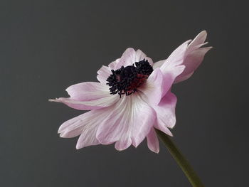 Close-up of pink flower against black background