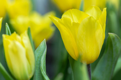 Close-up of yellow tulip