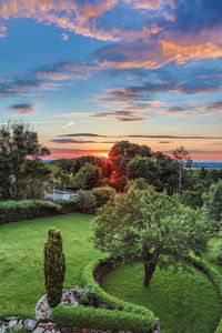 Trees and plants against sky during sunset