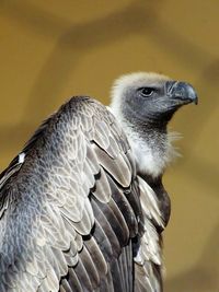 Close-up of owl