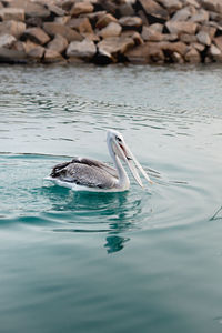 View of stork swimming in sea