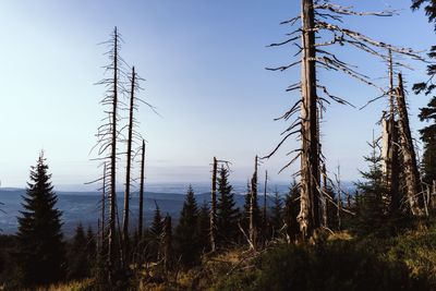 Trees in forest against sky